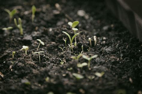 Plants And Light: Do Seedling Plants Need Darkness To Grow