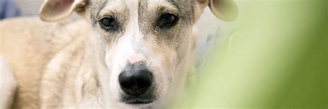 Keep Your Pets Safe From Theft - FOUR PAWS International - Animal ...