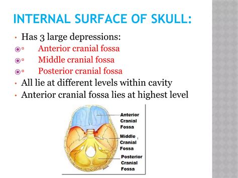 Anterior cranial-fossa | PPT