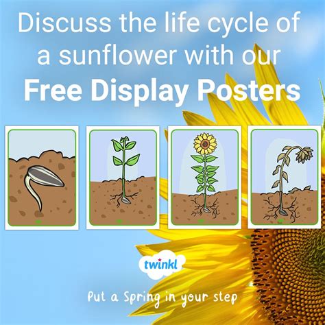 Sunflower Life Cycle Stages Explained at Fred Roman blog