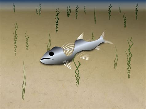 Image result for Fossil Formation Process