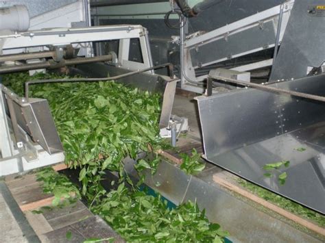 Image result for Tea Withering Process