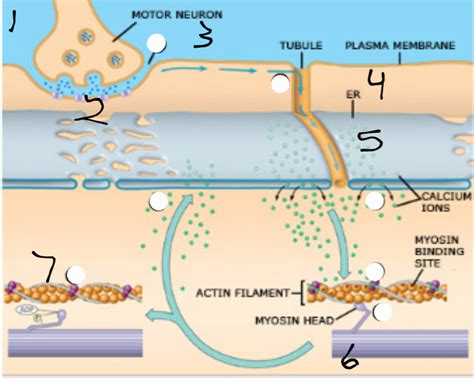 Steps of Muscle Contraction 的图像结果