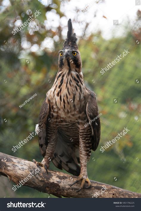 Image result for JavaBat Wingspan