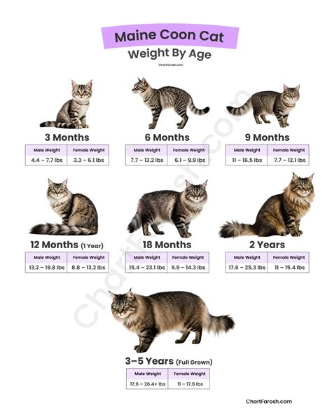 Maine Coon Cat Weight Chart – Male & Female Growth Guide