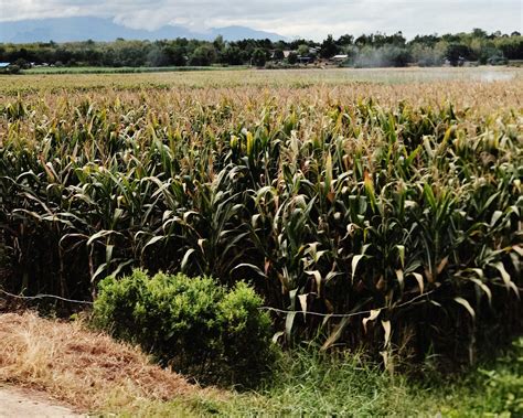 Scientists Engineered Crops To Absorb More Carbon Dioxide, Boosting Growth Of Sugarcane And ...