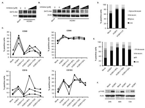 Human Cytomegalovirus Mediates Unique Monocyte-to-Macrophage ...