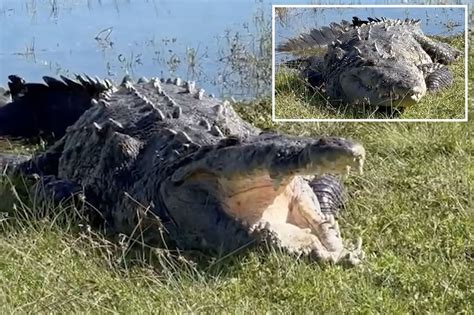 Largest Crocodile Ever Recorded