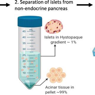 Image result for Mouse Intraperitoneal Space