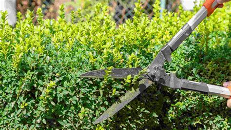 5 Best Hedge Shears For Pruning Your Garden In 2026