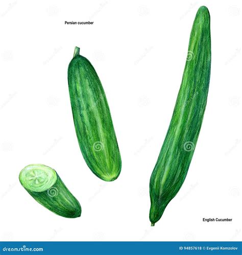 Pepino, Dibujo, Imagen, Color Stock de ilustración - Ilustración de ...