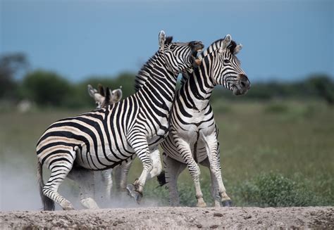 Baby Zebra Horse