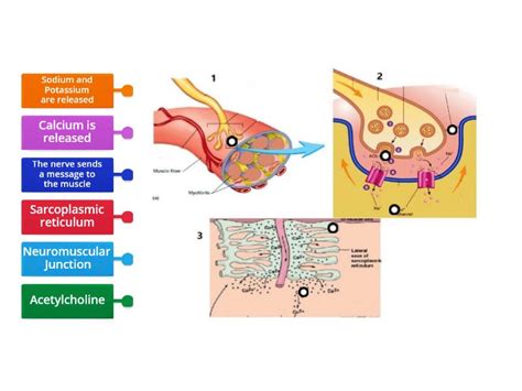 Image result for Muscle Contraction Functional Task