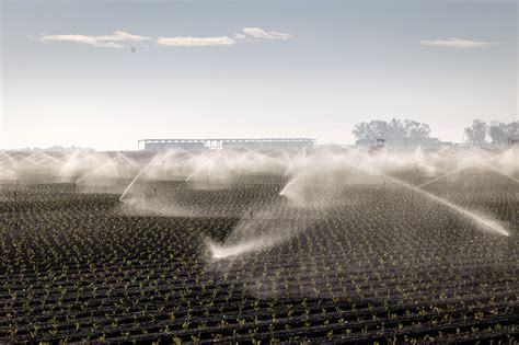 Growers brace to give up Colorado River water - CalMatters