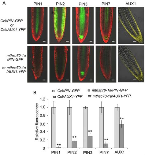 Mitochondrial HSC70-1 Regulates Polar Auxin Transport through ROS ...
