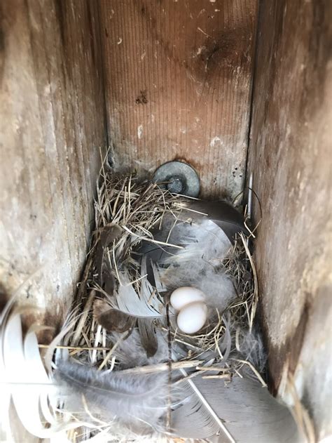 Image result for Tree Swallow Boxes