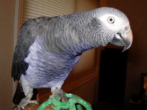 Timneh African Grey Parrot on Green Toy