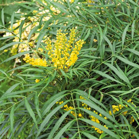 Buy Mahonia Soft Caress Online For Only £34 — Plants2Gardens