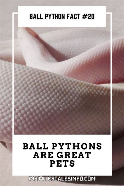 Image result for Ball Python Fact Sheet