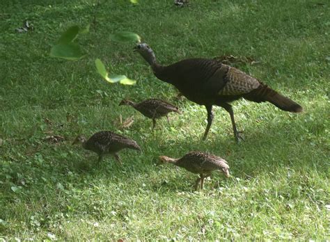 Wild Turkeys... | Religious Forums
