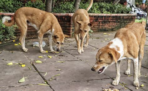 67 dog bite cases reported in one day from Kalyan and Dombivli towns in ...