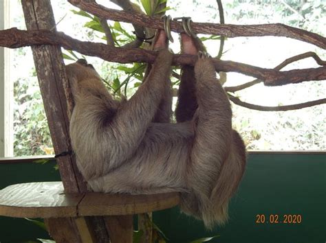 Gamboa Sloth Sanctuary - 2021 What to Know Before You Go (with Photos ...