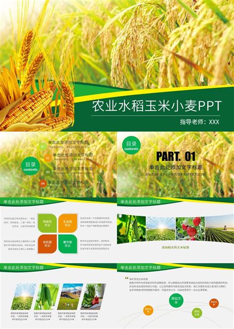 绿色清新农业水稻玉米农产品推广PPT模板【25页】 _格调办公