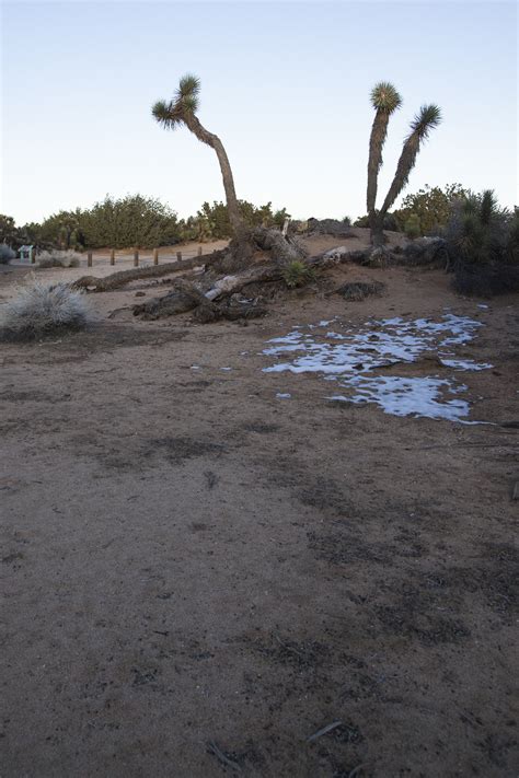 Dani Dodge's 2019 Prime Desert Woodland Preserve residency ends with ...