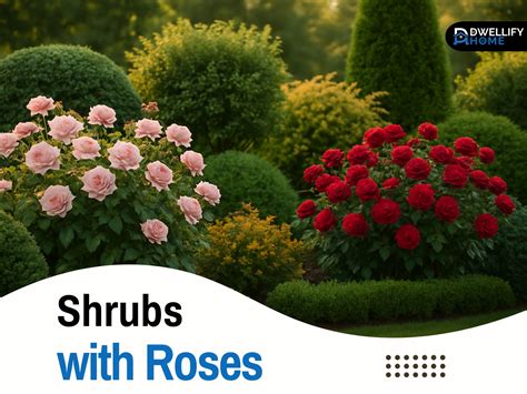 Shrubs With Roses: Simple Pairings For Gorgeous Gardens