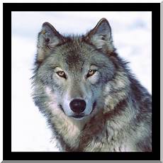 Moving Wolf Wallpaper Gif by Moving Wolf Wallpapers Wallpapersafari Moving Wolf Wallpaper Gif