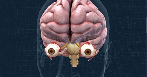 Image result for How Does Vision Work