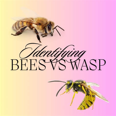 Identifying Bees vs. Wasps: Know the Difference
