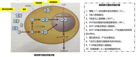 Autoadrogynephilia 的图像结果