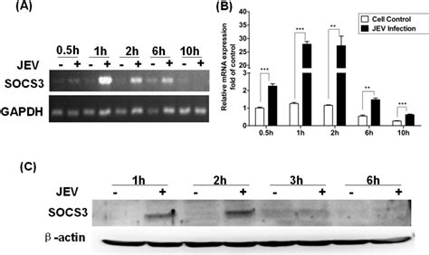 Viruses | November 2014 - Browse Articles