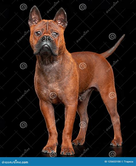 Chongqing Dog Isolated on Black Background in Studio Stock Photo ...