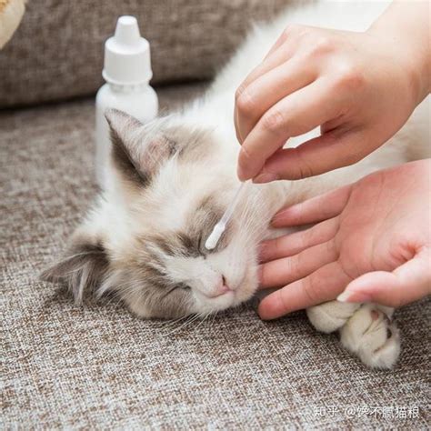 猫咪小病不用去医院，家中常备这6种药，自行解决轻松处理 - 知乎