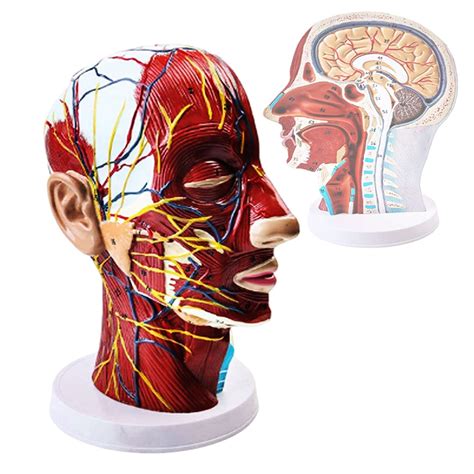 Buy Human Half Head Superficial Neurovascular Model, Anatomical Head ...