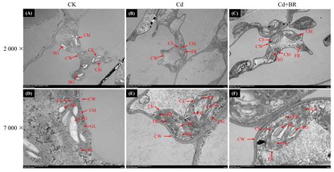 2,4-Epibrassinolide Mitigates Cd Stress by Enhancing Chloroplast ...