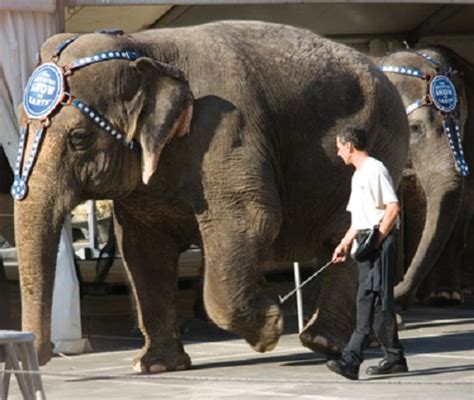大象旅游业背后，被损害的它们和他们| 果壳 科技有意思