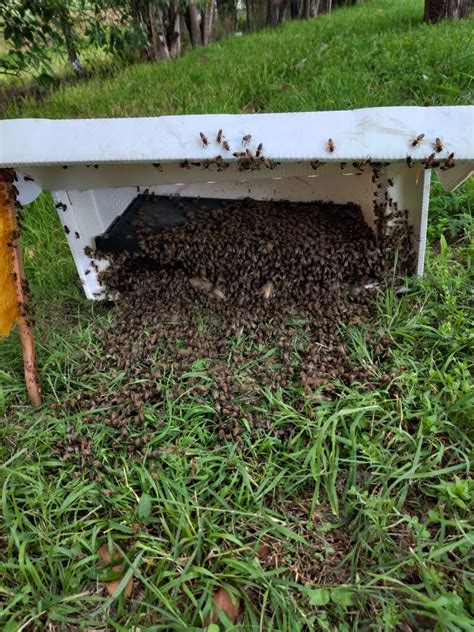 Bee Swarm Removal in DFW Area | Honeybee Swarm Relocation - Honey Bee ...