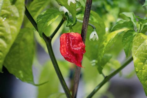 Carolina Reaper Pepper Plants