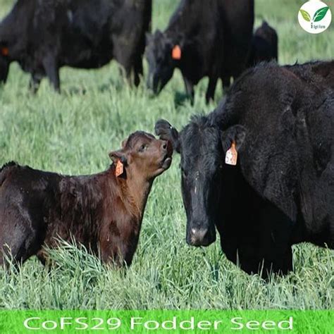 Fodder Seeds - Hybrid Napier Grass CO5 Root slips or Stem Cuttings ...