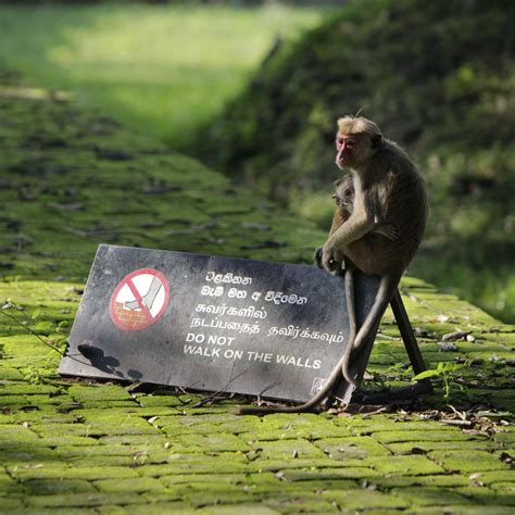 'We Will Not Send 100,000 in One Lot': Sri Lanka on Monkeys to China