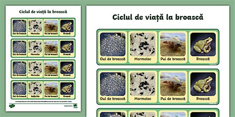 Ciclul de viață la broască – Jetoane cu fotografii | Twinkl