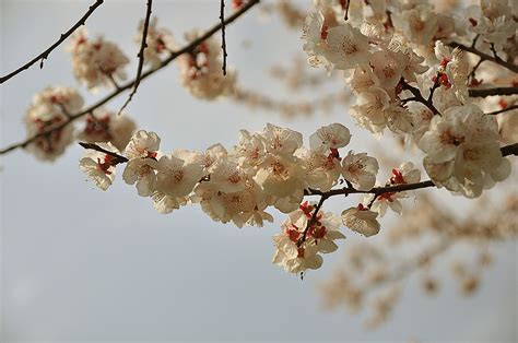 春暖花开图片素材-正版创意图片400103967-摄图网
