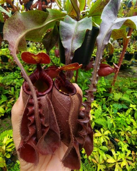 Nepenthes Mirabilis Wings x Ampullaria Black Miracle (Limited Stock)
