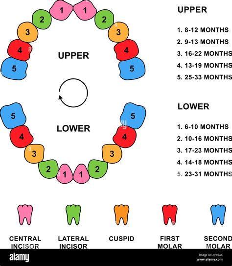 Child teeth dentition anatomy with descriptions. Child jaw parts ...