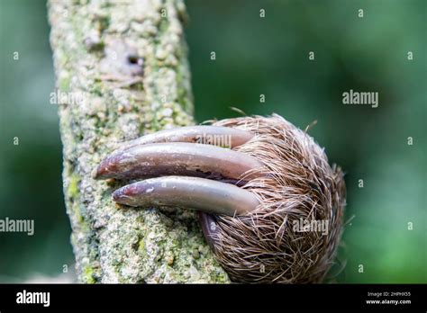 Image result for Sloth Legs