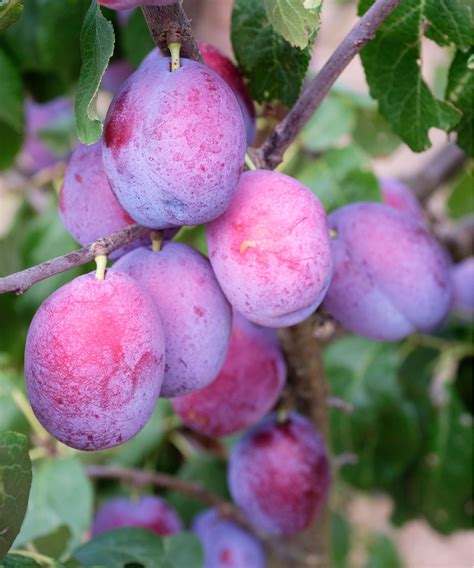 Types of plum trees: 12 varieties for a fruitful harvest | Homes and ...