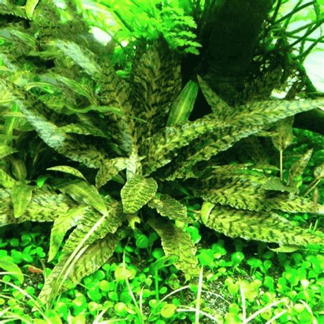 Sreepadma D81 Cryptocoryne Nurii | TC Live Plant – cloningaquapets